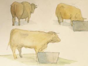 Cow sketch     